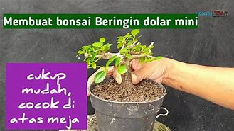 Cara Membuat Bonsai Dolar Mini