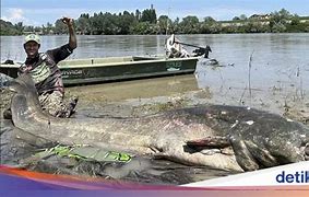 Ikan Lele Terbesar Dunia